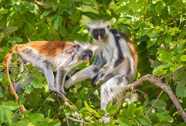 Two red Colobuse Monkey in a rainforest of Jozani Chwaka Bay National Park, Zanzibar, Tanzania, Africa