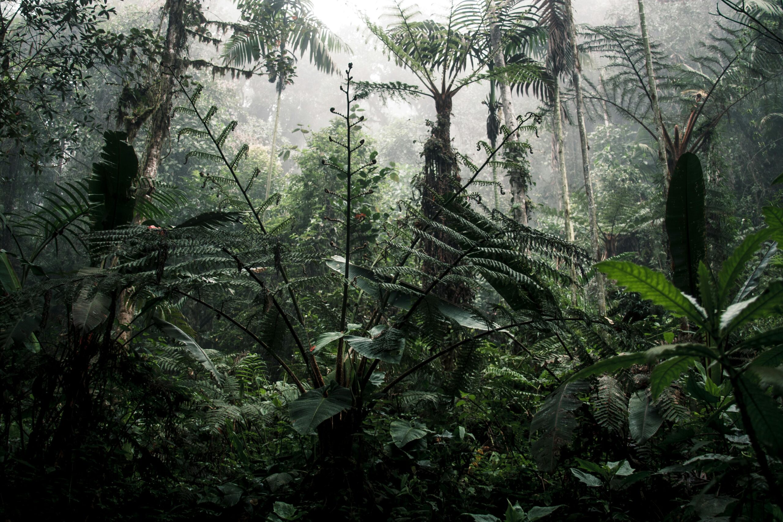 pexels-photations-27068421